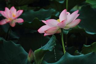 蓬门碧玉红颜泪,一段凄美爱情的悲歌 第2张 蓬门碧玉红颜泪,一段凄美爱情的悲歌 第2张