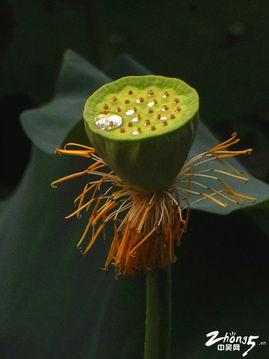 蓬门碧玉红颜泪,一段凄美爱情的悲歌 第3张 蓬门碧玉红颜泪,一段凄美爱情的悲歌 第3张