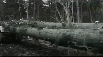 山林中头一个女人,探寻神秘女性的传奇故事 第2张 山林中头一个女人,探寻神秘女性的传奇故事 第2张