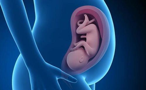 九月怀胎,生命奇迹的孕育之旅